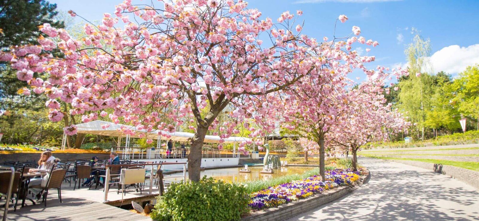 Kirschblüte im HANSA-PARK